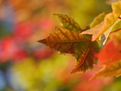 Close-up of a red and green autumn leaf with a colorful blurred background.