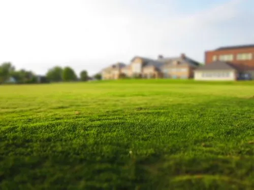 Blurred buildings in the background with a field of green grass in the foreground.