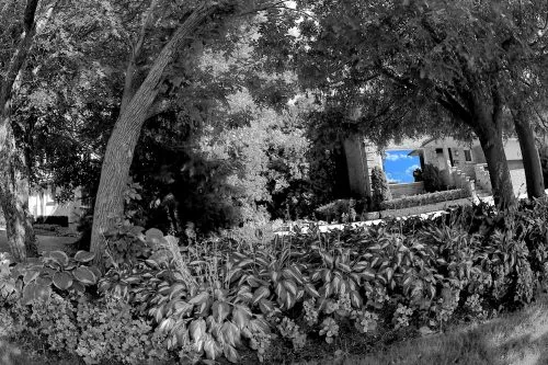 A black-and-white garden scene with leafy plants and trees, highlighting a blue sky section.