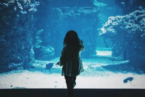 Silhouette of a child touching an aquarium glass, observing marine life.