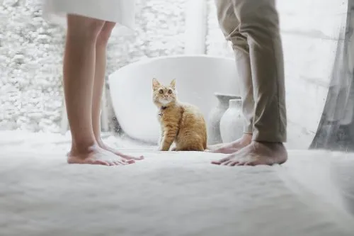 A ginger cat sits between two people standing barefoot indoors.
