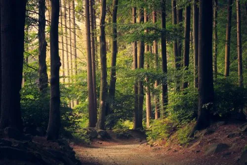 Sunlit forest path surrounded by tall trees.